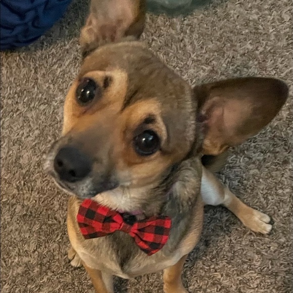 Meet your Posher, Candy - Picture 2 of 4